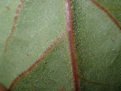 Chenopodiastrum murale