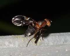 Delphinia picta