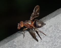Delphinia picta