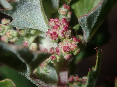 Chenopodiastrum murale