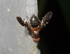 Delphinia picta