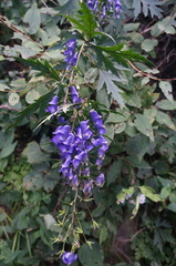 Aconitum kusnezoffii