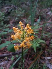Platanthera cristata
