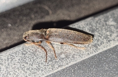 Elateridae