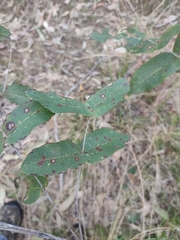 Angophora subvelutina