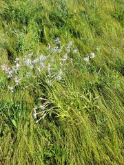 Dianthus superbus