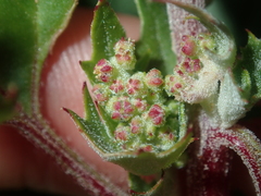 Chenopodiastrum murale