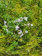 Dianthus superbus