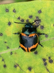 Labidomera clivicollis