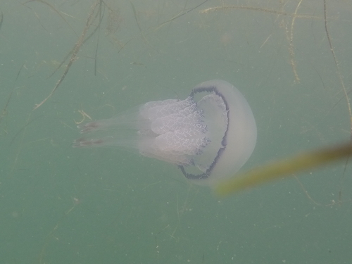 Photo of Barrel jellyfish (Rhizostoma pulmo)