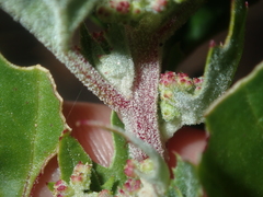 Chenopodiastrum murale