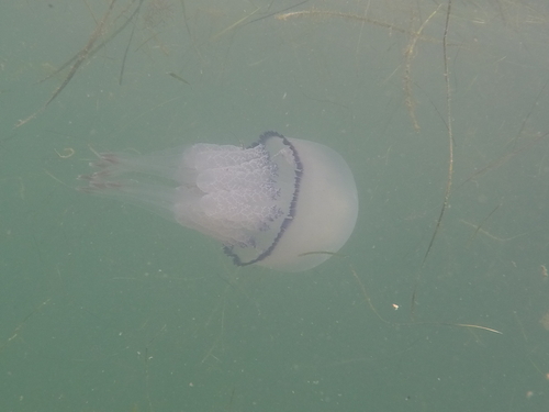 Photo of Barrel jellyfish (Rhizostoma pulmo)