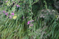 Lespedeza bicolor