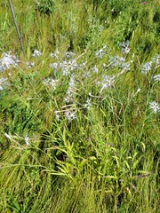 Dianthus superbus
