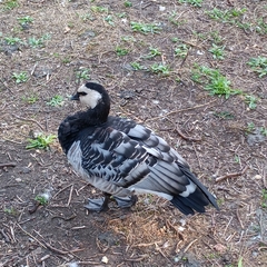 Branta leucopsis