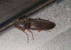 Elateridae