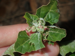 Chenopodiastrum murale