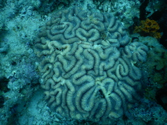 Lobophyllia