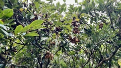 Actinidia rufa
