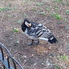 Branta leucopsis