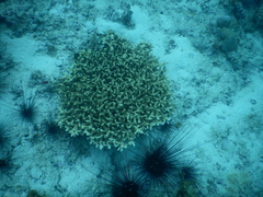 Acropora
