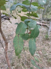 Angophora subvelutina