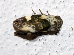 Acontia lucida