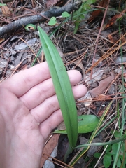 Platanthera cristata