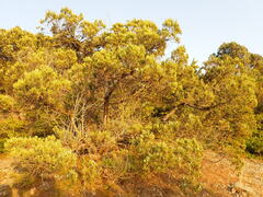 Juniperus excelsa