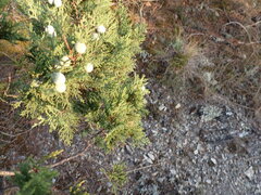 Juniperus excelsa