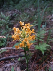 Platanthera cristata