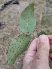Angophora subvelutina