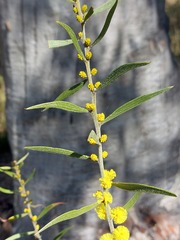 Acacia lanigera