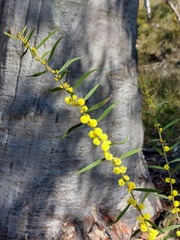 Acacia lanigera