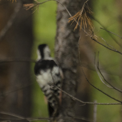 Dendrocopos leucotos