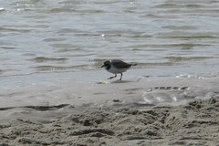 Charadrius hiaticula