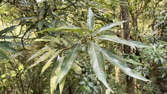 Litsea acuminata