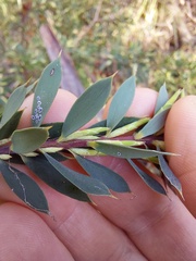 Styphelia triflora