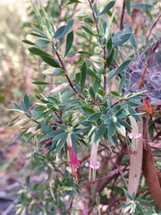 Styphelia triflora