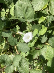 Calystegia sepium