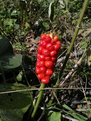 Arum
