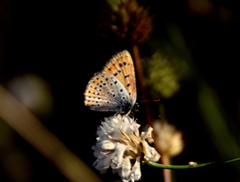 Lycaena thersamon