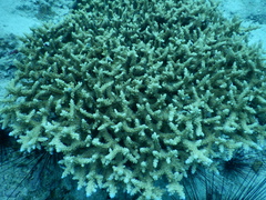 Acropora