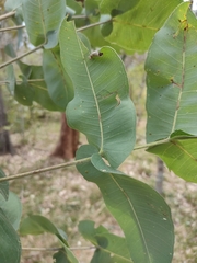Angophora subvelutina