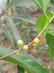 Ficus chartacea