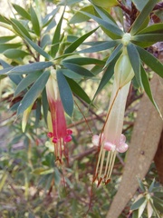 Styphelia triflora