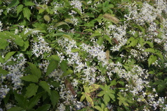 Clematis brevicaudata