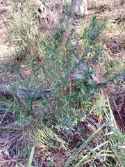 Styphelia triflora