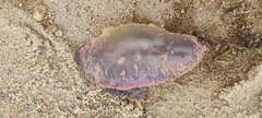 Physalia physalis