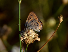 Lycaena thersamon